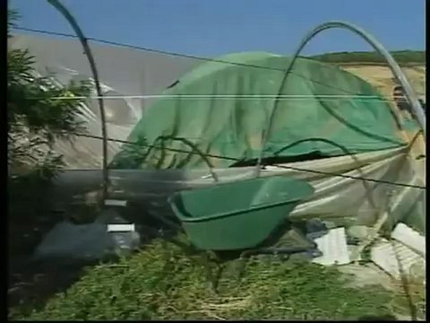 Ruoppolo Teleacras - Piantagioni a Licata