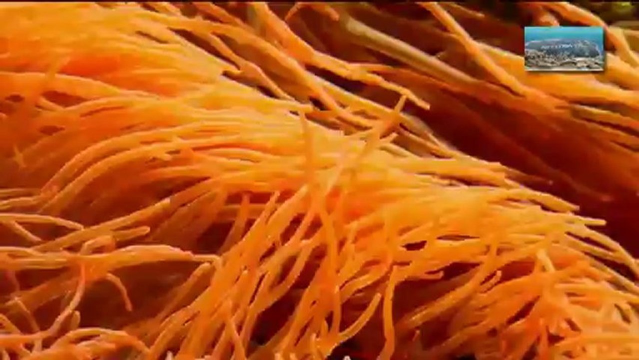 Acuario de Gijon (conoce asturias)