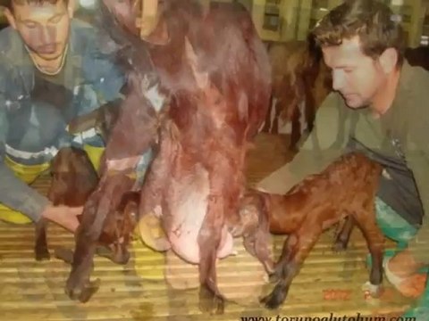 satılık halep kecisi,halep kecisi fiyatları,halep keci ciftligi