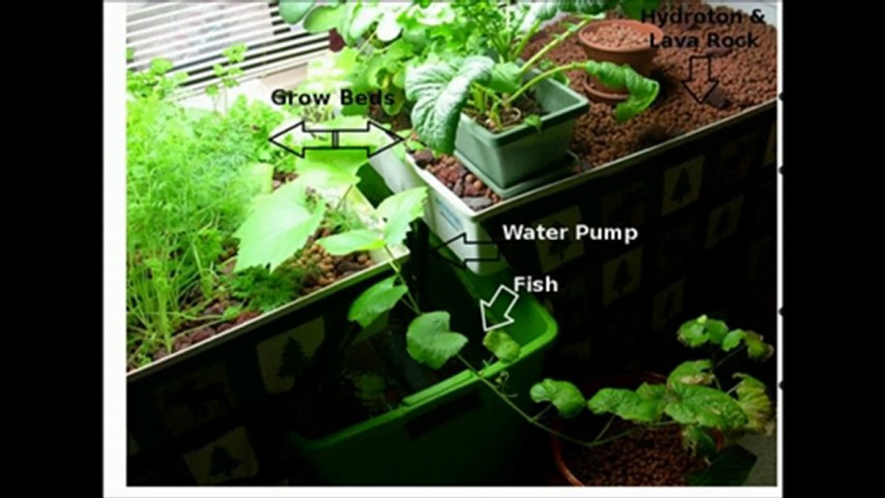 Aquaponics Systems for Hobby or Business