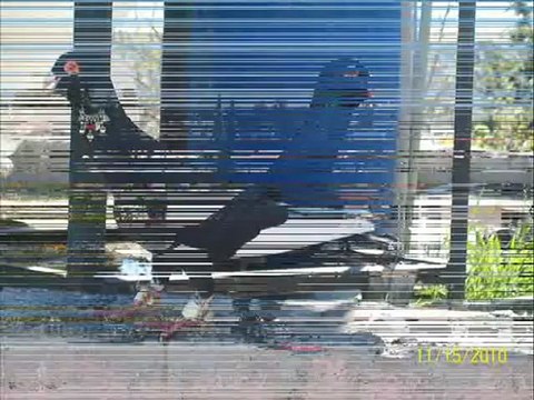 MÜSEVVET FİLO GÜVERCİNLERİ - guvercinurfa.com guvercinrehberi.com