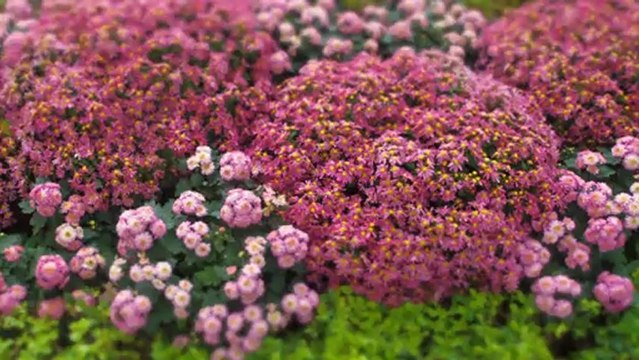 2012 11 27 大立菊 Jean Sibelius Concerto for violin and orchestra in d minor iii Allegro ma non tanto