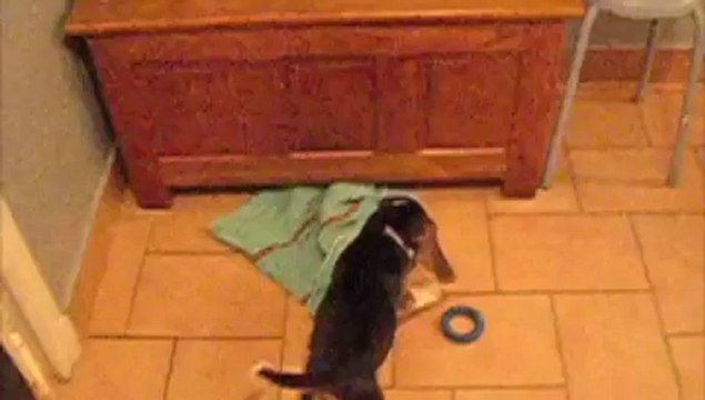 Darwin Delemme, le petit chien Beagle cool et amusant, pour tous les enfants et les jeunes