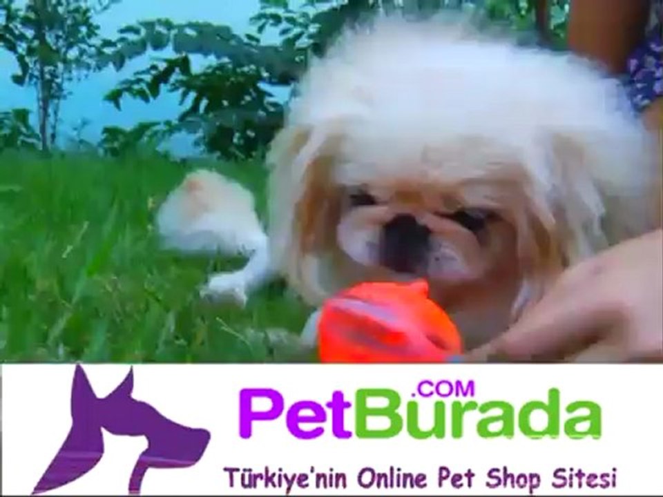 PET BURADA TANITIM