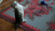 Котенок скоттиш-фолд по кличке L'armont Valejo полтора месяца.