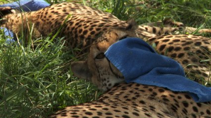 New Home for Cheetahs | Camp Cheetah Ep 02
