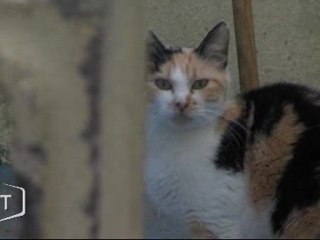 SPA : Et si vous adoptiez pour Noël ? (La Roche-sur-Yon)