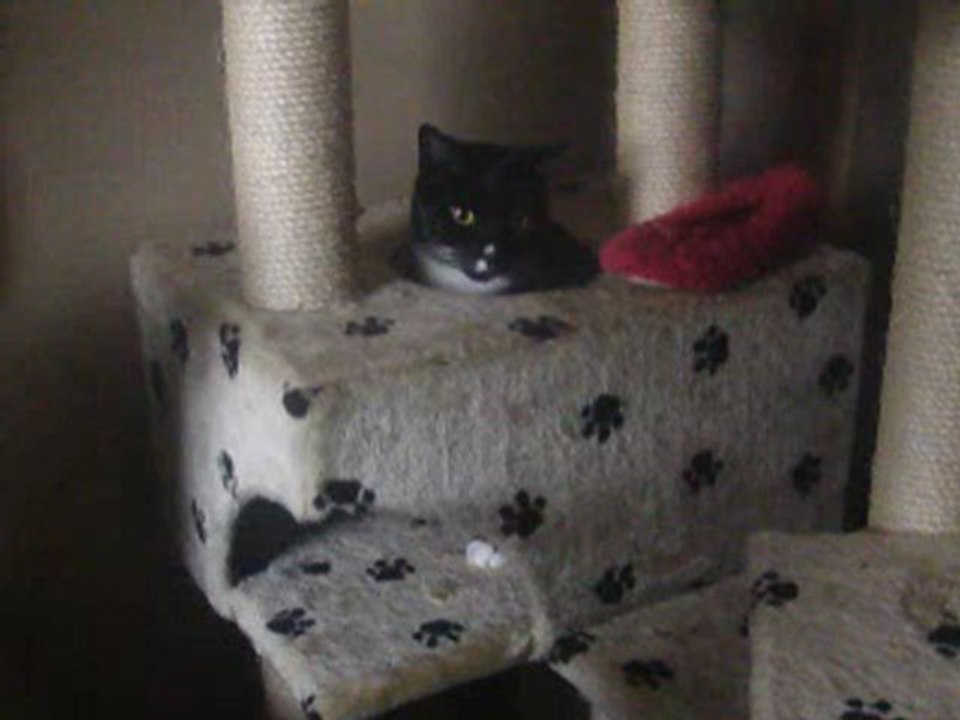 Friends cat Snooks