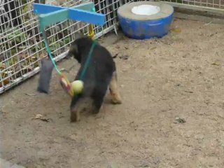 Chiot berger allemand