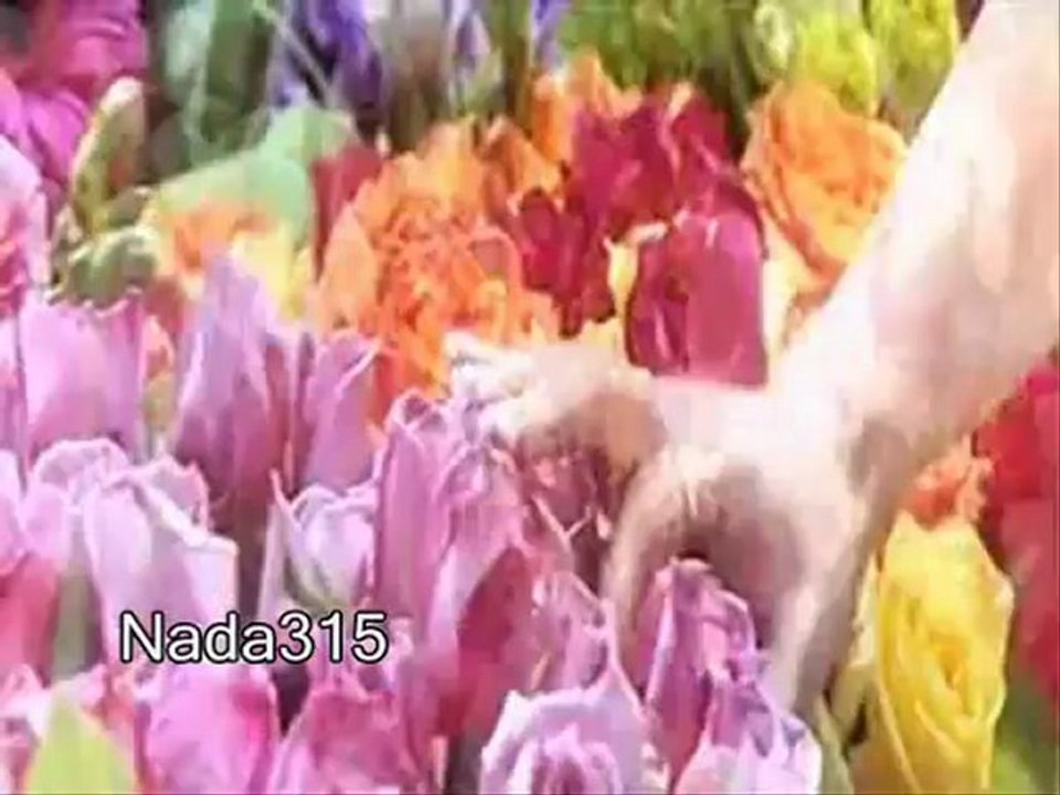 شيرين - ما تحاسبنيش