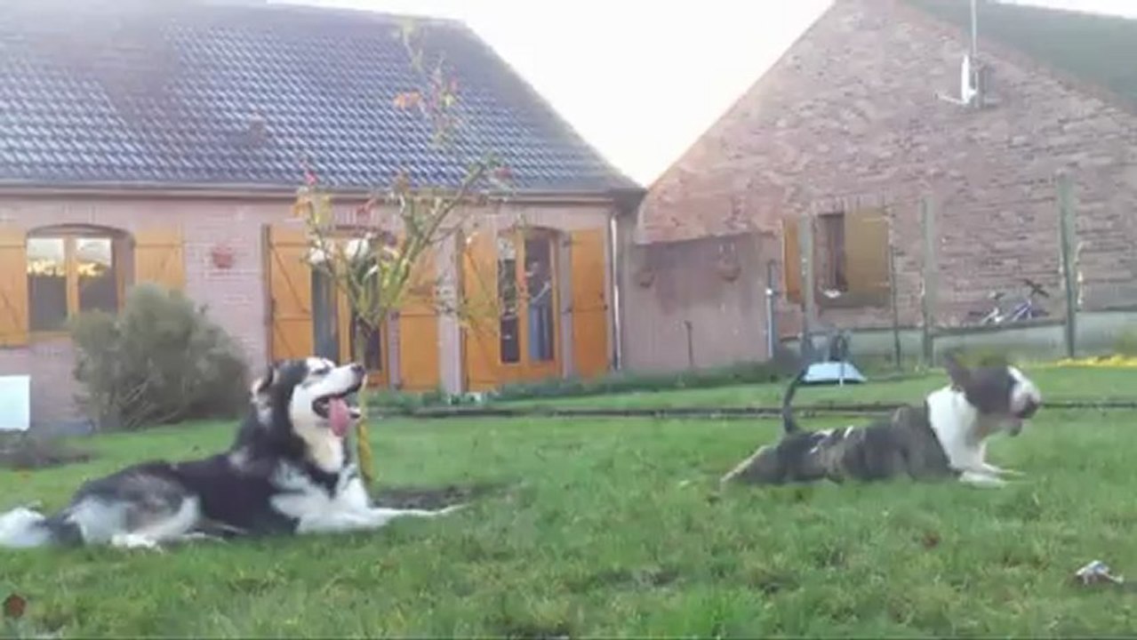 La journée commence pour le lardon & la balayette... ! :D