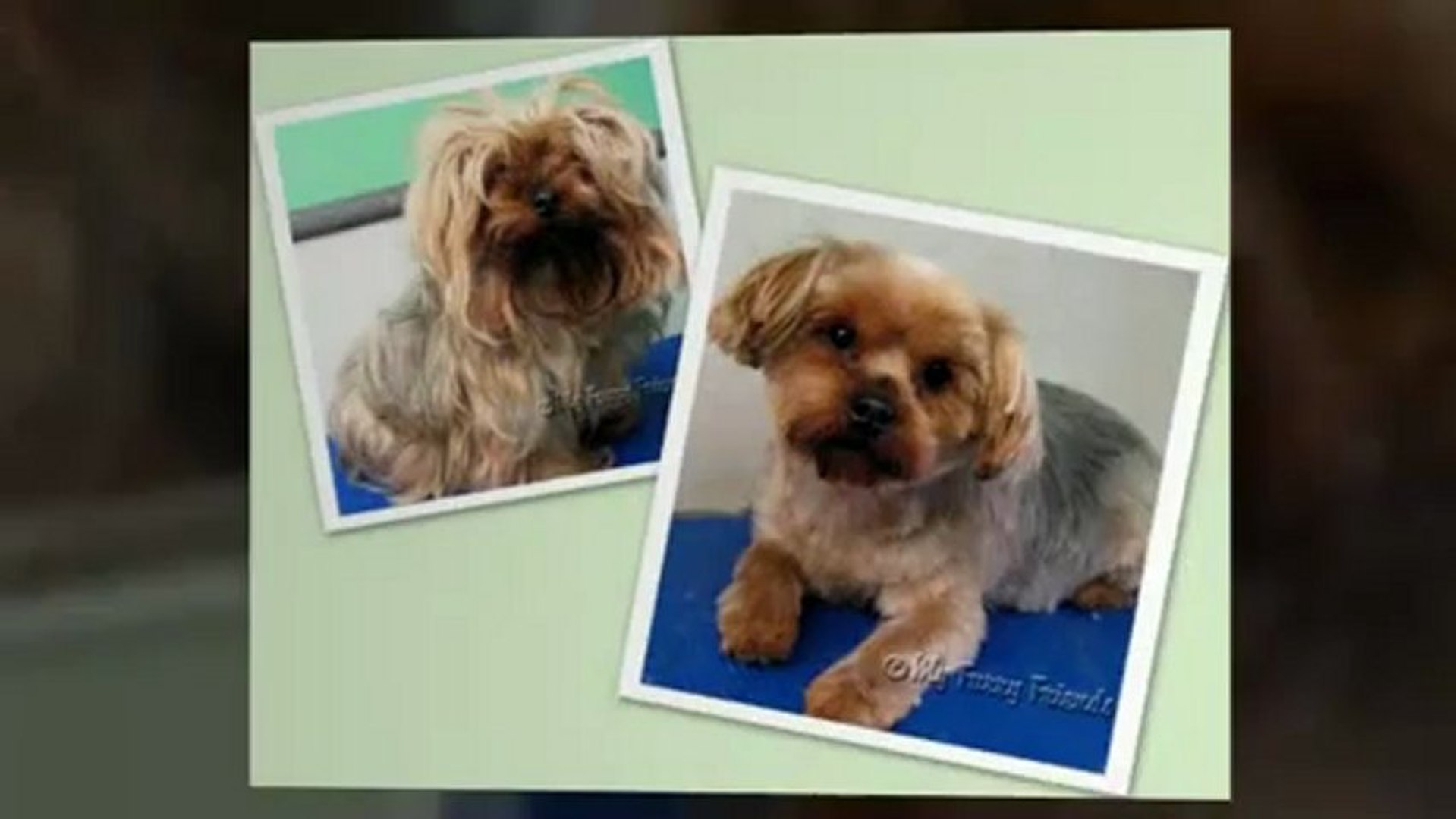 ⁣Dog Grooming and Dog Teeth Cleaning