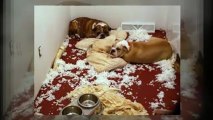 Dog Training and Dog Grooming