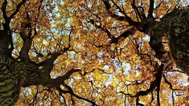 AYNUR HAŞHAŞ-AŞIK OLDUM