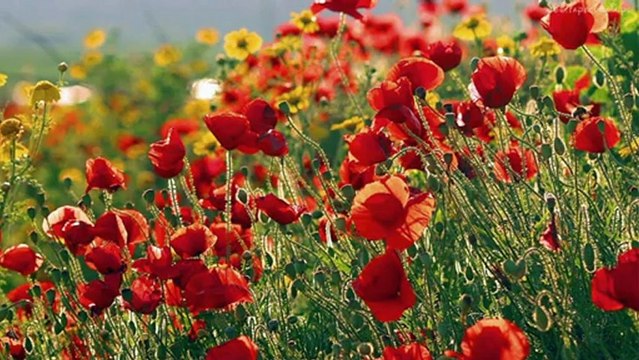 Erkan Oğur-Mecnunum Leylamı Gördüm