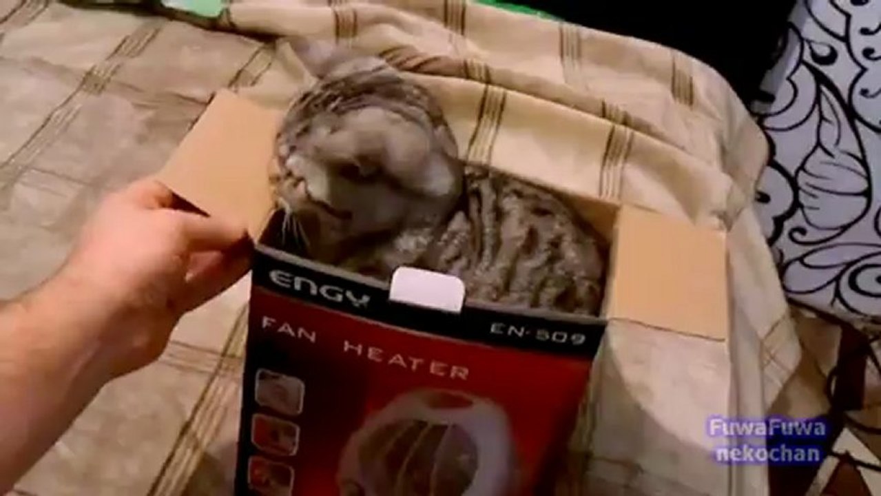 Chat dans une boite de carton
