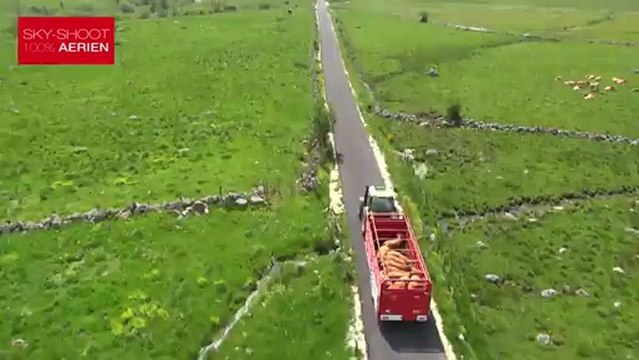 Des racines et des ailes en drone sur la récolte des narcisses.