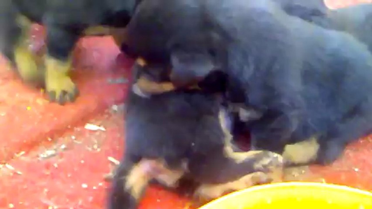 kopekilani.com rottweiler yavrusu