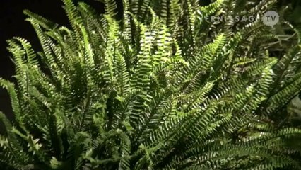 Front Design: Surface Tension Lamp / BOOO at Design Miami 2012