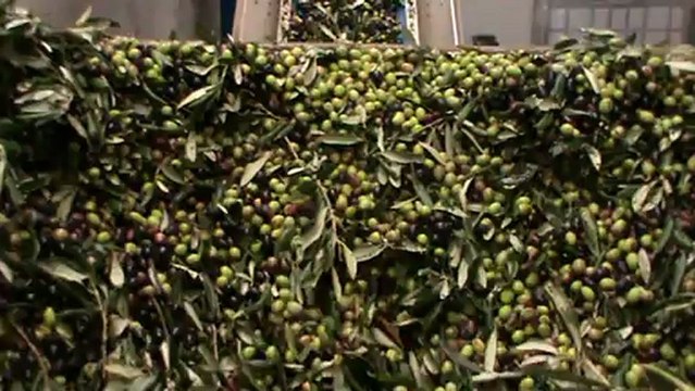 Produzione olio extra vergine: trasporto olive su nastro
