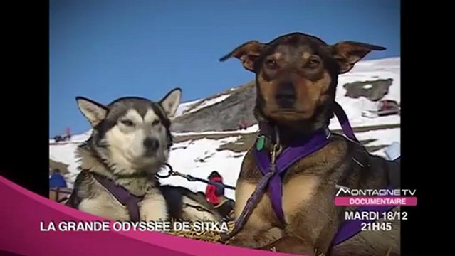 La Grande Odyssée De Sitka - Date - Bande Annonce