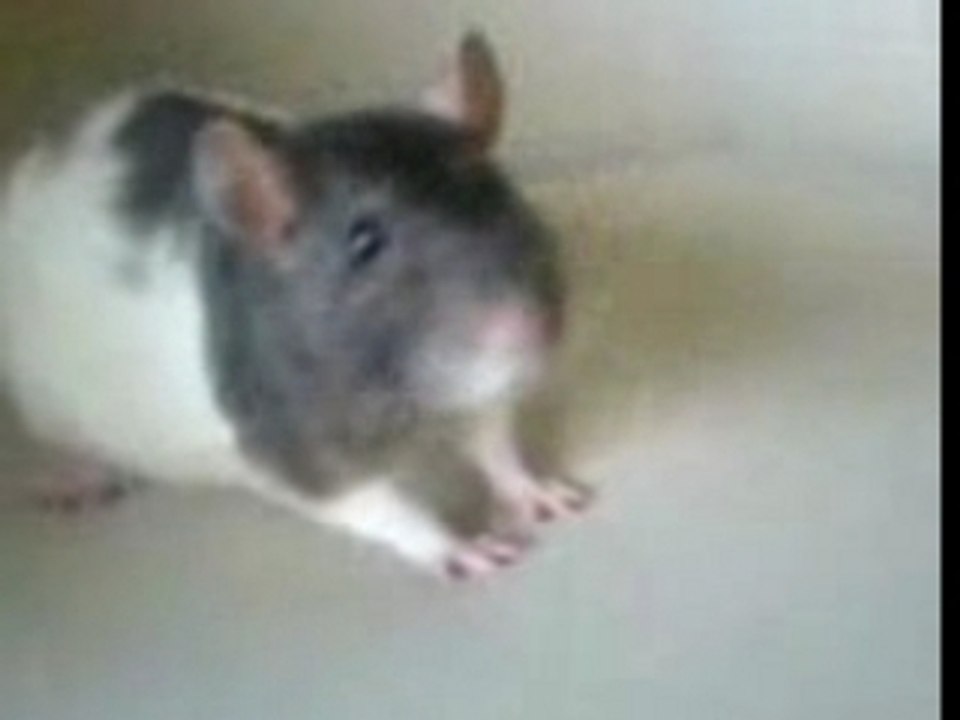 Le rat ki parle