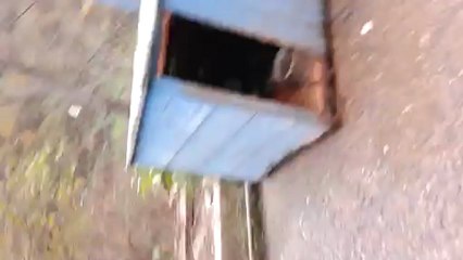 trabzon köpek barınağı