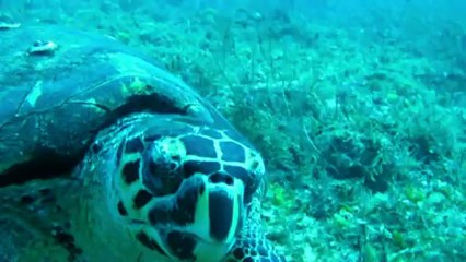 Valse des tortues pour Petit Paul