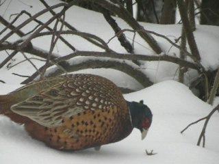 Un faisan dans la neige