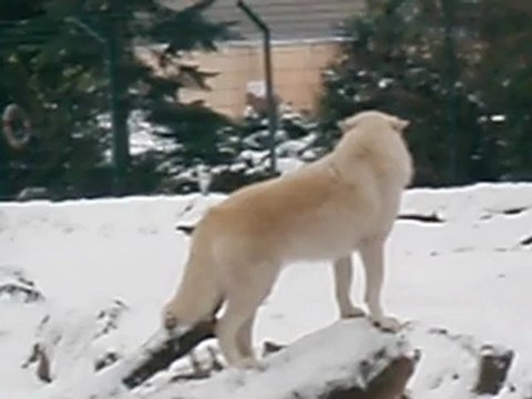 hurle avec les Loups