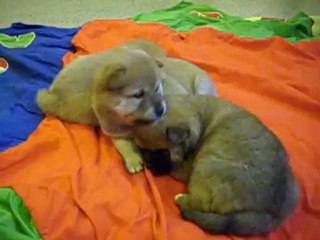 chiots shiba 30jours