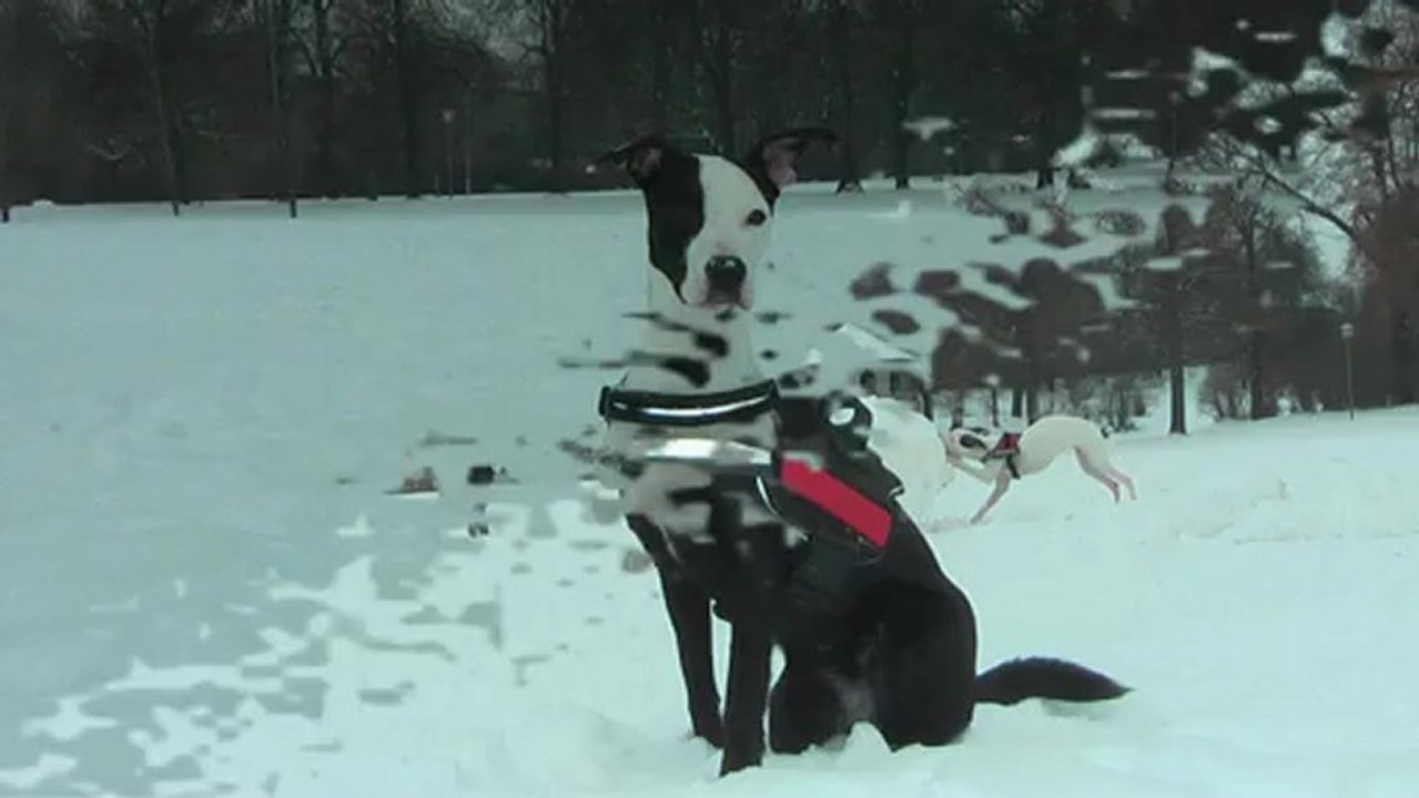 Kessy,Dina im Schnee