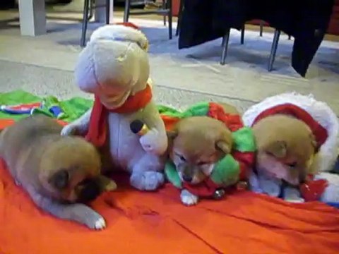 chiots shiba 30 jours 2