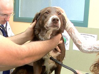 What To Do For A Dog With Allergies