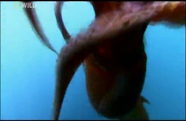 Tehlikeli Karşılaşmalar: Yamyam Mürekkep Balığı