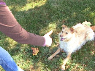 Using Markers To Train A Dog