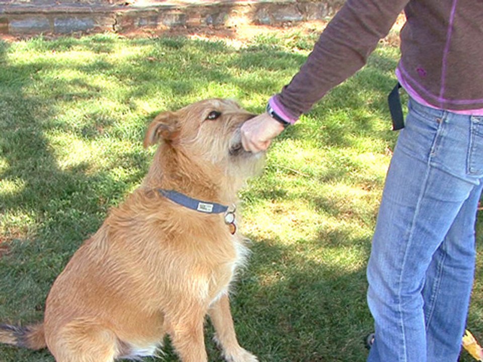 How To Use Food Treats For Dog Training