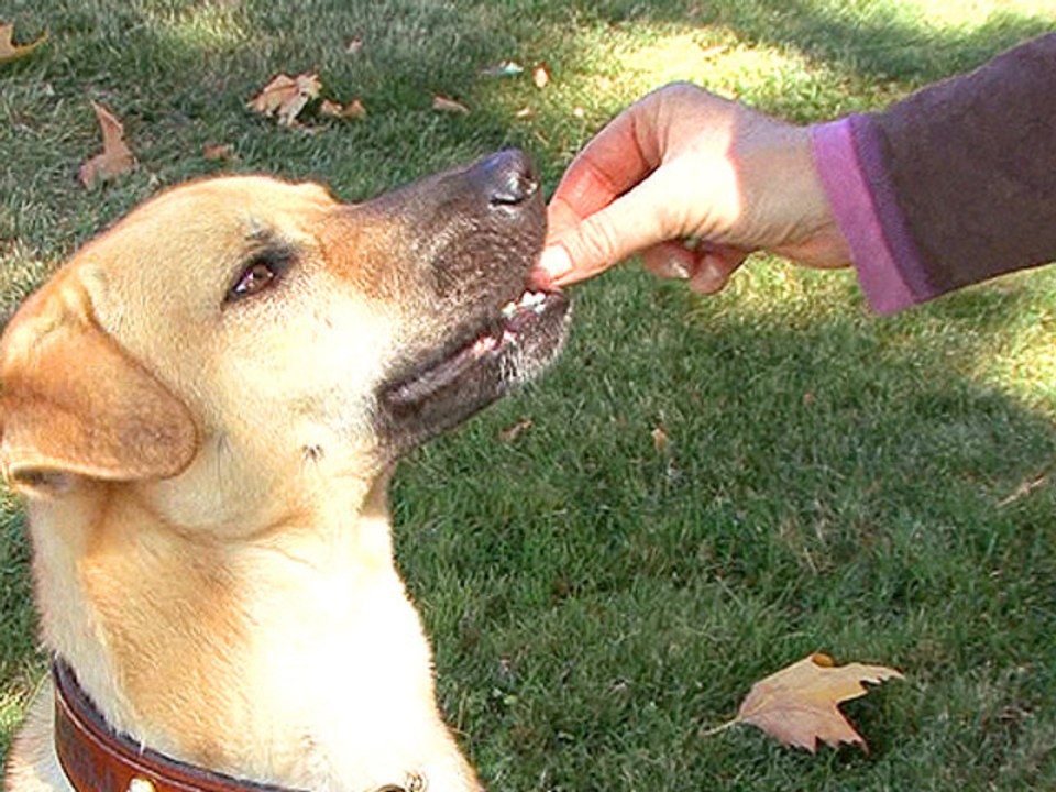 How to Time Markers and Rewards for Successful Dog Training