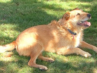 3 Training Methods For A Well Behaved Dog
