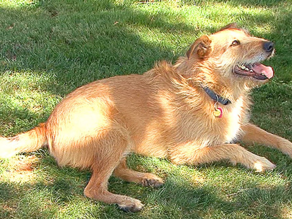 3 Training Methods For A Well Behaved Dog