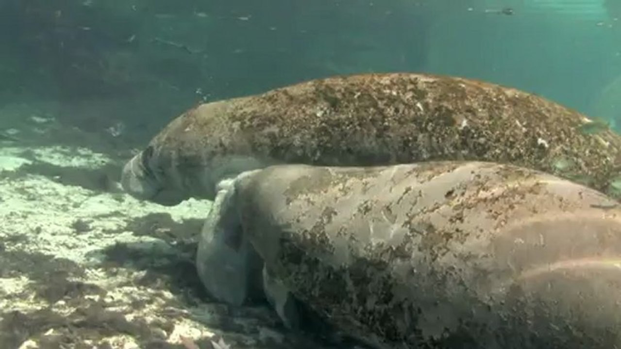 Delfines_y_ballenas_Sfrd