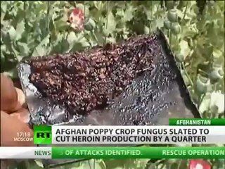 Afghan opium poppies hit by mystery disease
