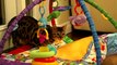 Bengal Cat Rocket Playing Under Baby Blanket Linus Cat Tips