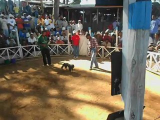 Rasta dans la cour des grands (Anosisoa)