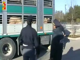 Venezia - Trasporto animali, Polizia stradale (14.12.12)