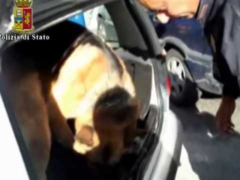 Napoli - Droga nei palloncini, beccati con 73 chili di hashish 1 (06.12.12)