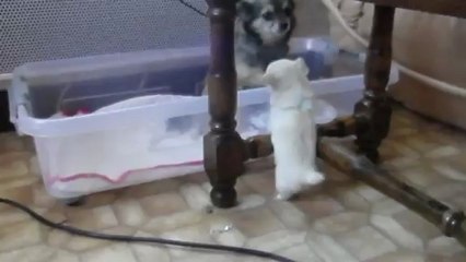 video hera elfy hecate