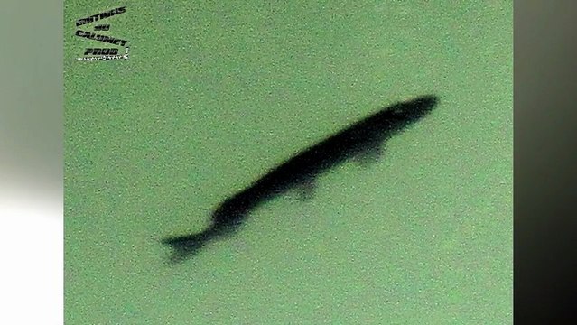 Gros Brochet Géant Le plus grand brochet du monde + 2 m, 3 m ou 4 m