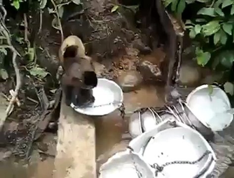 Kadın Olmak Her Yerde Aynı - Bulaşık Yıkayan Maymun
