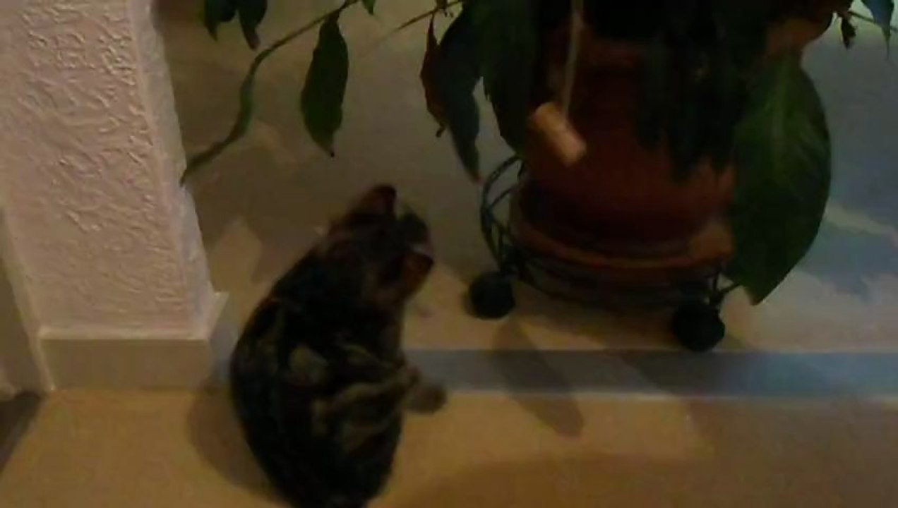 Hoover (1)